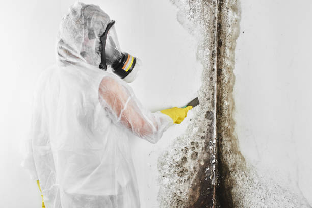 Best HVAC Mold Remediation in Orangeville, UT