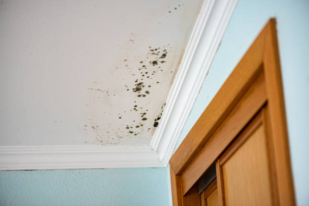 Best Mold Remediation for Specific Building Types in Orangeville, UT