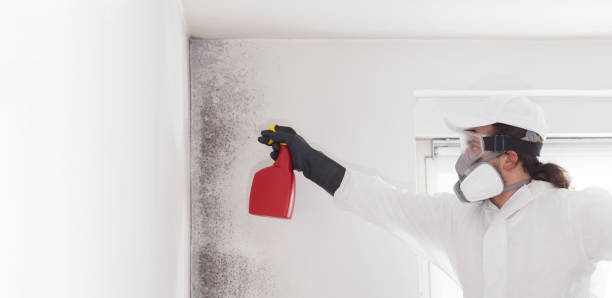 Best Mold Remediation for Schools in Orangeville, UT