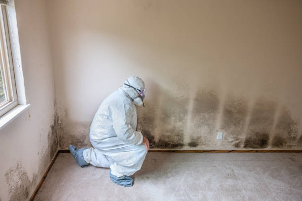 Best Mold Remediation for Specific Building Types in Orangeville, UT