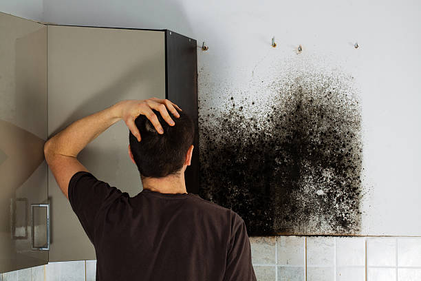 Best Post-Flood Mold Remediation in Orangeville, UT