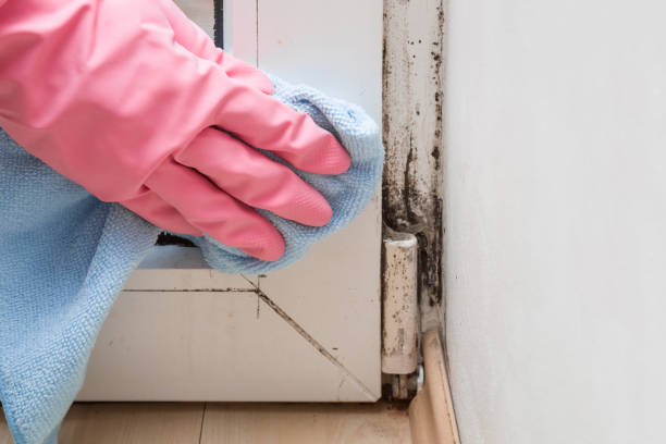 Best Basement Mold Remediation in Orangeville, UT