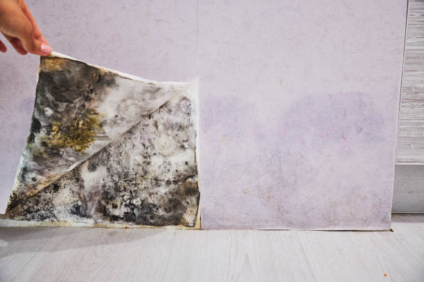 Orangeville, UT Mold Remediation Company